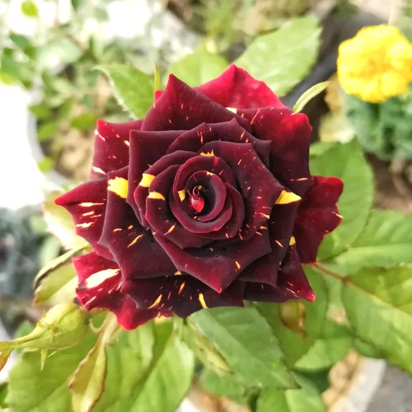 Abracadabra_Beautiful_Bicolor_Rose_Flower_Plant_&_Tree_For_Home_Garden_(Pack_Of_1)