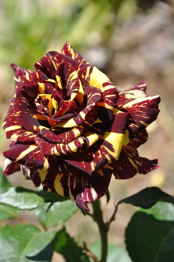 Abracadabra_Beautiful_Bicolor_Rose_Flower_Plant_&_Tree_For_Home_Garden_(Pack_Of_1)