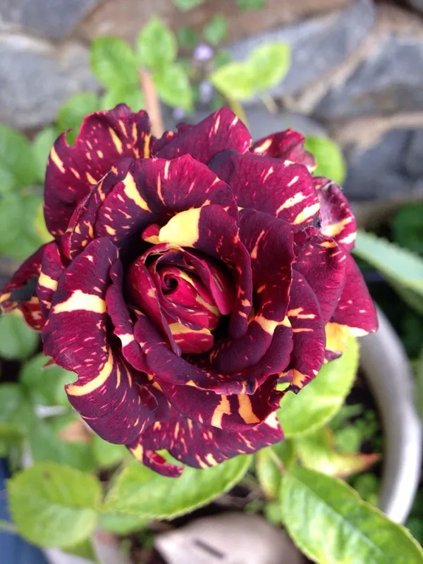 Abracadabra_Beautiful_Bicolor_Rose_Flower_Plant_&_Tree_For_Home_Garden_(Pack_Of_1)