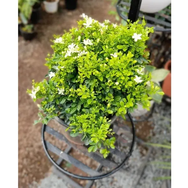 Greenery_Nursery®_Madhu_kamini_Shrub_Flower_Plant_&_Tree_(1.5-3.5_Ft_Height)_For_Home/Office/Garden_Decor,_Pack_Of_1