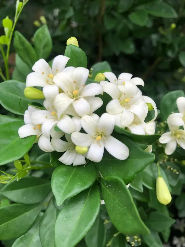 Greenery_Nursery®_Madhu_kamini_Shrub_Flower_Plant_&_Tree_(1.5-3.5_Ft_Height)_For_Home/Office/Garden_Decor,_Pack_Of_1