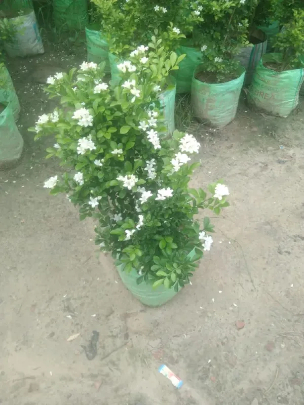 Greenery_Nursery®_Madhu_kamini_Shrub_Flower_Plant_&_Tree_(1.5-3.5_Ft_Height)_For_Home/Office/Garden_Decor,_Pack_Of_1