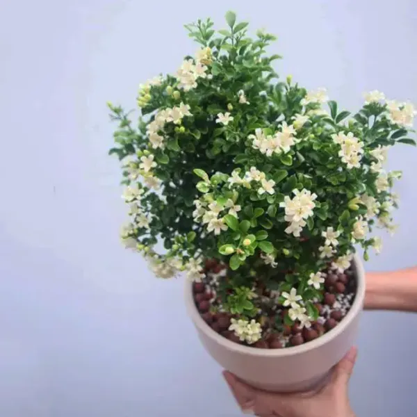 Greenery_Nursery®_Madhu_kamini_Shrub_Flower_Plant_&_Tree_(1.5-3.5_Ft_Height)_For_Home/Office/Garden_Decor,_Pack_Of_1