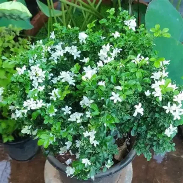 Greenery_Nursery®_Madhu_kamini_Shrub_Flower_Plant_&_Tree_(1.5-3.5_Ft_Height)_For_Home/Office/Garden_Decor,_Pack_Of_1