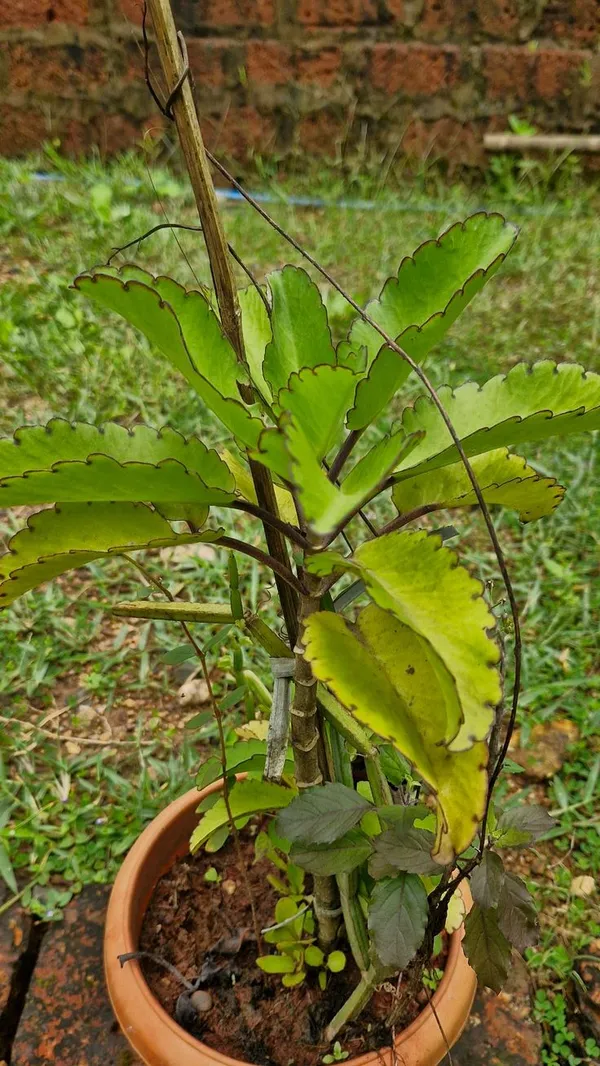 Miracle_Leaf_(Kalanchoe_pinnata)_Patharchatta_Plant_-_Low_Maintenance_Succulent_&_Traditional_Herbal_Plant_for_Home_&_Garden
