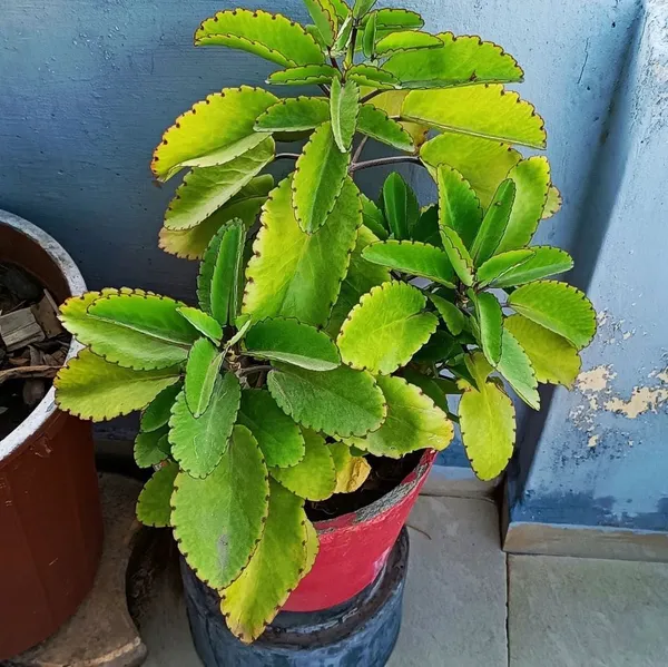 Miracle_Leaf_(Kalanchoe_pinnata)_Patharchatta_Plant_-_Low_Maintenance_Succulent_&_Traditional_Herbal_Plant_for_Home_&_Garden