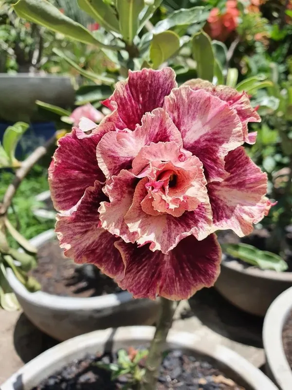 Attractive_Desert_Rose_Adenium_Flower_Plant_For_Enhance_Your_Home_Garden_Beauty_(Pack_Of_4)