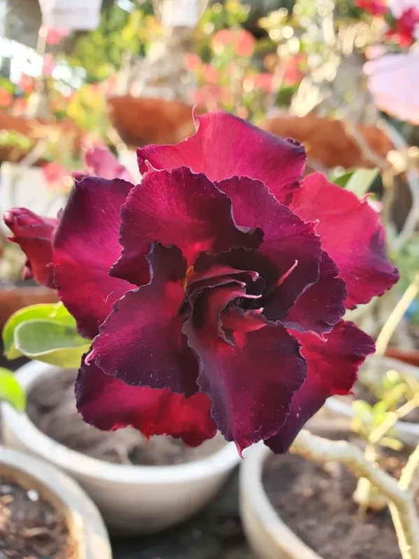 Attractive_Desert_Rose_Adenium_Flower_Plant_For_Enhance_Your_Home_Garden_Beauty_(Pack_Of_4)