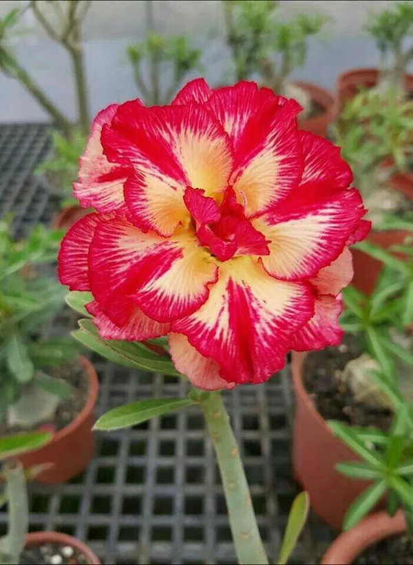 Attractive_Desert_Rose_Adenium_Flower_Plant_For_Enhance_Your_Home_Garden_Beauty_(Pack_Of_4)