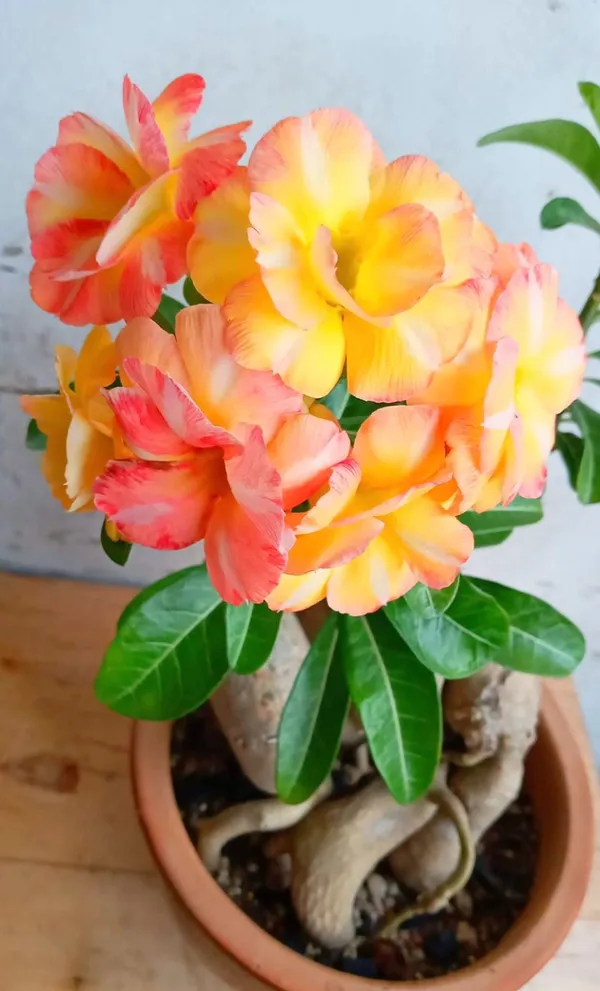 Attractive_Desert_Rose_Adenium_Flower_Plant_For_Enhance_Your_Home_Garden_Beauty_(Pack_Of_4)