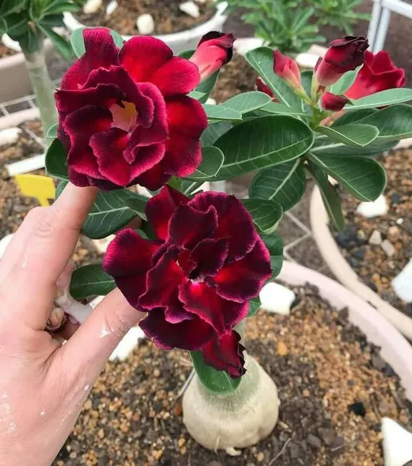 Adenium_(Grafted)_Desert_Rose_Flowering_Plant_For_Home_Gardening_(Hybrid,_Pack_Of_1)