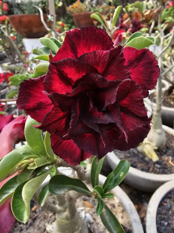 Adenium_(Grafted)_Desert_Rose_Flowering_Plant_For_Home_Gardening_(Hybrid,_Pack_Of_1)