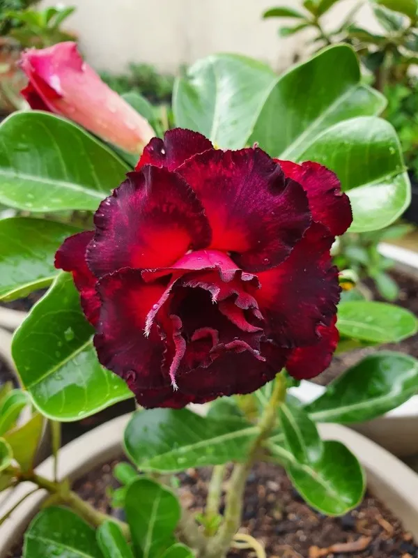 Adenium_(Grafted)_Desert_Rose_Flowering_Plant_For_Home_Gardening_(Hybrid,_Pack_Of_1)