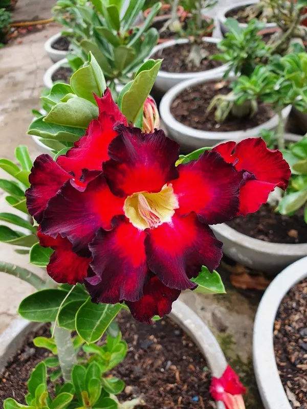 Adenium_(Grafted)_Desert_Rose_Flowering_Plant_For_Home_Gardening_(Hybrid,_Pack_Of_1)