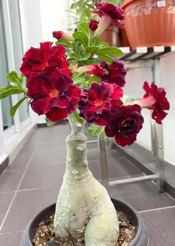 Adenium_(Grafted)_Desert_Rose_Flowering_Plant_For_Home_Gardening_(Hybrid,_Pack_Of_1)