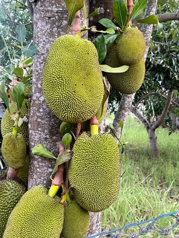 All_Time_Jackfruit__Fruit_Plant_&_Tree_(1.5-3.5_Ft_Height)_For_Home_Garden,_Pack_Of_1