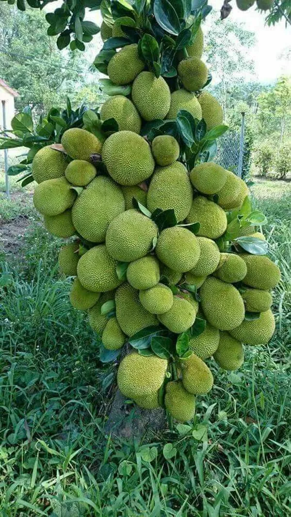All_Time_Jackfruit__Fruit_Plant_&_Tree_(1.5-3.5_Ft_Height)_For_Home_Garden,_Pack_Of_1