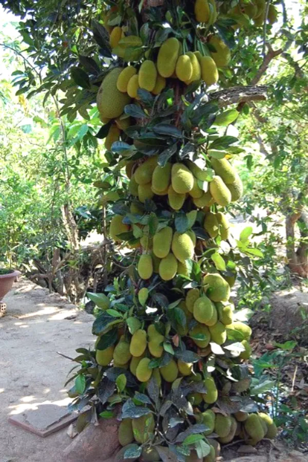 All_Time_Jackfruit__Fruit_Plant_&_Tree_(1.5-3.5_Ft_Height)_For_Home_Garden,_Pack_Of_1
