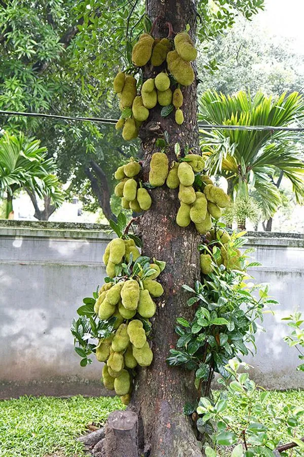 All_Time_Jackfruit__Fruit_Plant_&_Tree_(1.5-3.5_Ft_Height)_For_Home_Garden,_Pack_Of_1