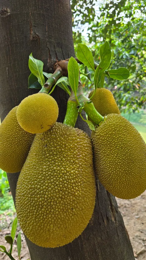 All_Time_Jackfruit__Fruit_Plant_&_Tree_(1.5-3.5_Ft_Height)_For_Home_Garden,_Pack_Of_1