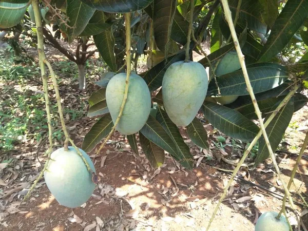 Baromasi_/_Alltime_Mango_Fruit_Plant_&_Tree_For_Home_Garden_(Hybrid,_Pack_Of_1_)