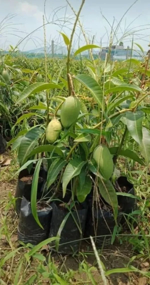 Baromasi_/_Alltime_Mango_Fruit_Plant_&_Tree_For_Home_Garden_(Hybrid,_Pack_Of_1_)