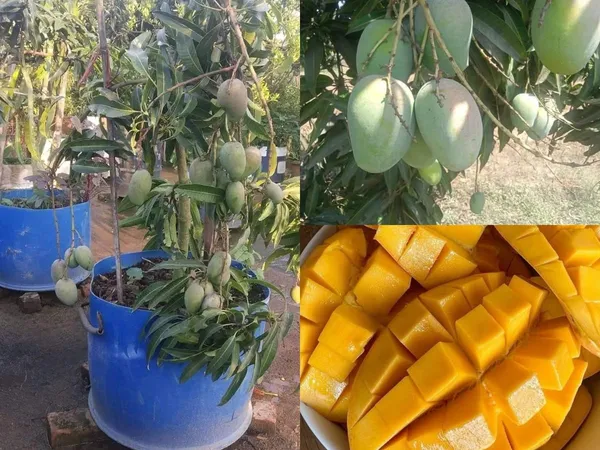 Baromasi_/_Alltime_Mango_Fruit_Plant_&_Tree_For_Home_Garden_(Hybrid,_Pack_Of_1_)