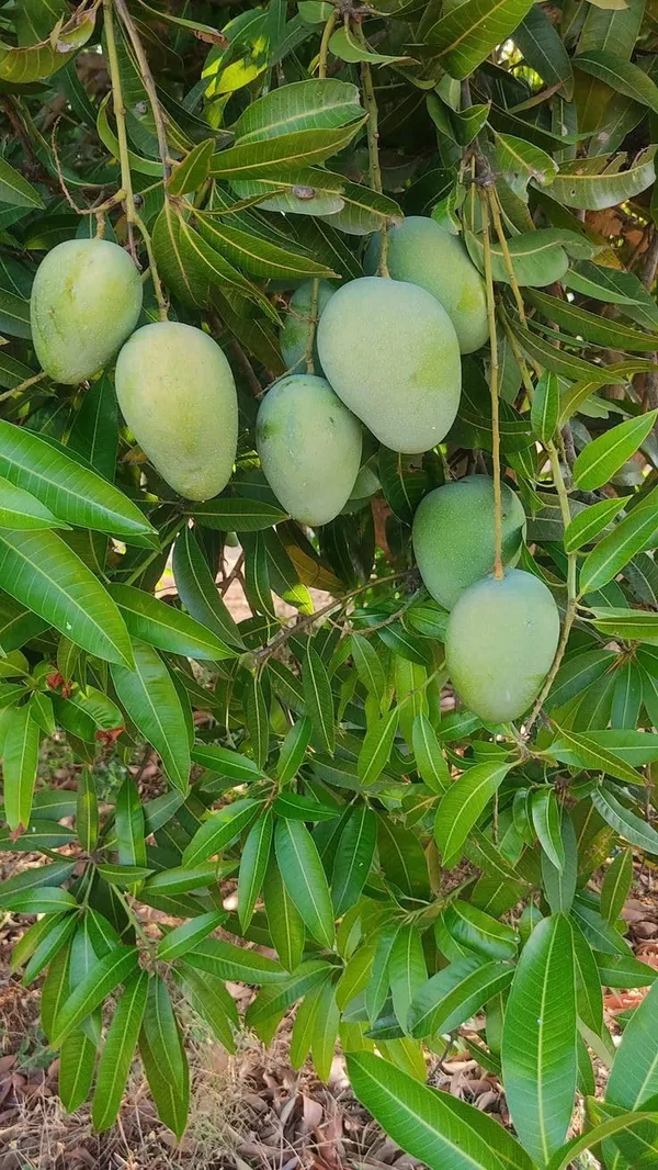 Baromasi_/_Alltime_Mango_Fruit_Plant_&_Tree_For_Home_Garden_(Hybrid,_Pack_Of_1_)