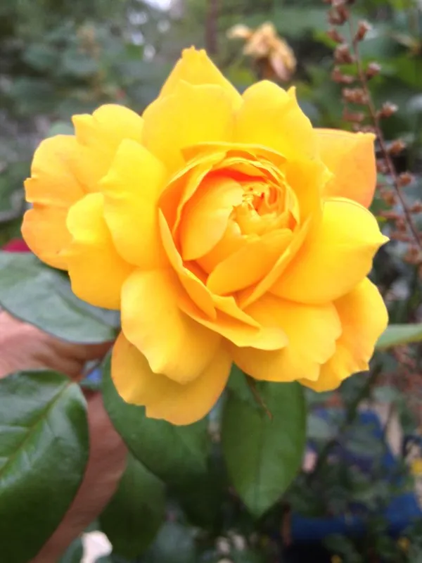 Greenery_Nursery®_Yellow_Dutch_Rose_Gorgeous_Flower_Plant_(Pack_Of_1)_For_Home_Garden