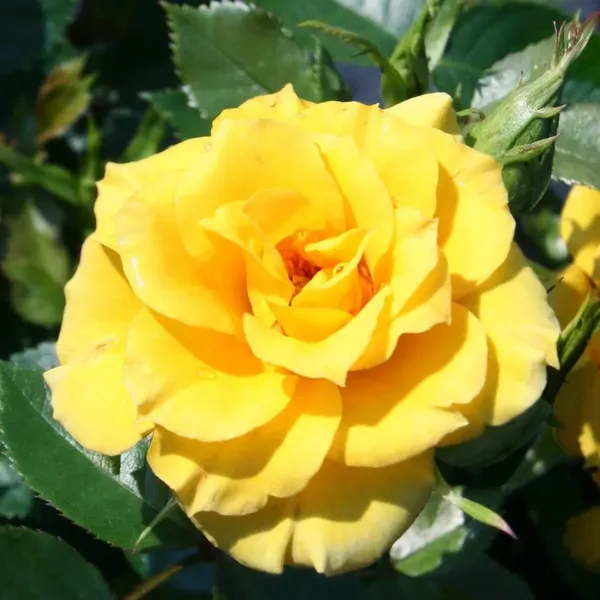 Greenery_Nursery®_Yellow_Dutch_Rose_Gorgeous_Flower_Plant_(Pack_Of_1)_For_Home_Garden