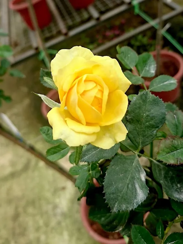 Greenery_Nursery®_Yellow_Dutch_Rose_Gorgeous_Flower_Plant_(Pack_Of_1)_For_Home_Garden
