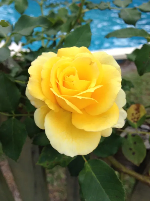 Greenery_Nursery®_Yellow_Dutch_Rose_Gorgeous_Flower_Plant_(Pack_Of_1)_For_Home_Garden