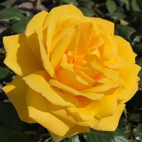 Greenery_Nursery®_Yellow_Dutch_Rose_Gorgeous_Flower_Plant_(Pack_Of_1)_For_Home_Garden