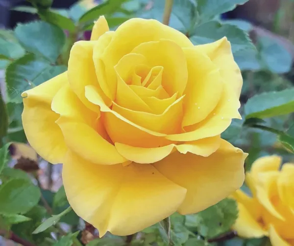 Greenery_Nursery®_Yellow_Dutch_Rose_Gorgeous_Flower_Plant_(Pack_Of_1)_For_Home_Garden