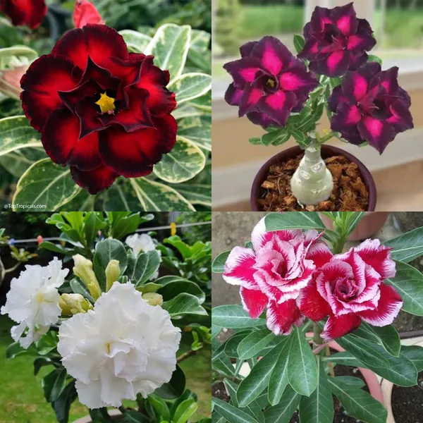Rosey_Addenium_Combo_Pack(4_Plant_in_a_pack)