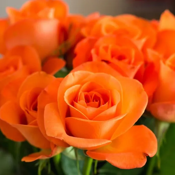 Yellow_Orange_Rose_Fragnant_Organic_Live_Plant_For_Gardening
