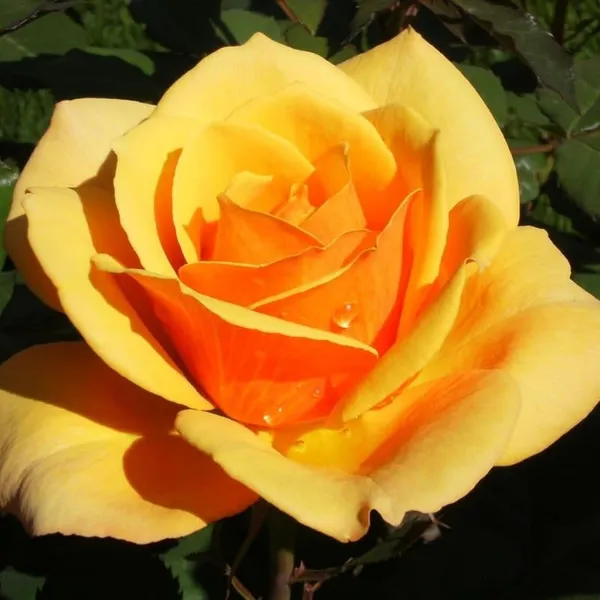 Yellow_Orange_Rose_Fragnant_Organic_Live_Plant_For_Gardening