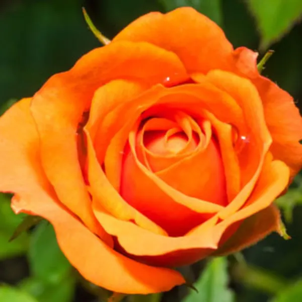 Yellow_Orange_Rose_Fragnant_Organic_Live_Plant_For_Gardening