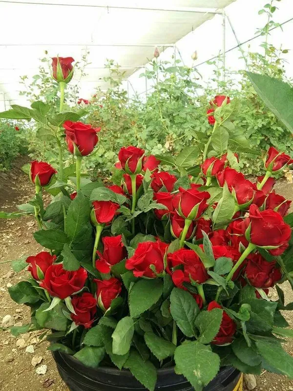 Rose_Purple_Red_Douch_Organic__For_Gardening_By_PrakritiDost
