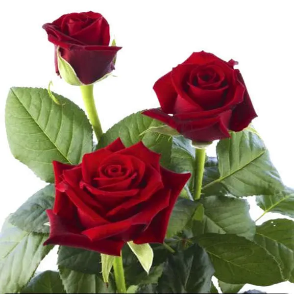 Rose_Purple_Red_Douch_Organic__For_Gardening_By_PrakritiDost