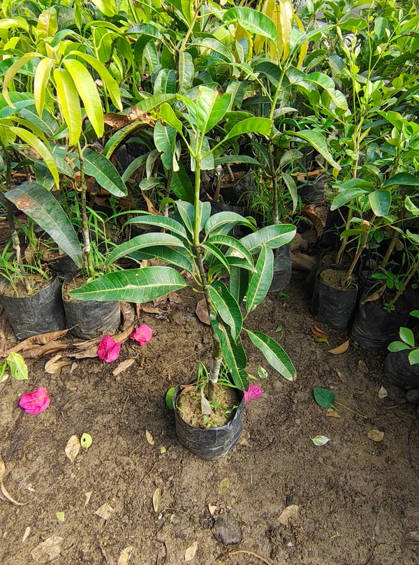 Kesar_Mango_Hybrid_and_Grafted_Organic_Plant_–_PrakritiDost