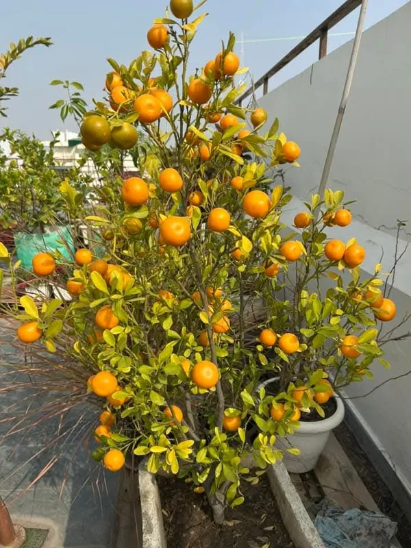 All_Time_Kamquat_Orange_Plant