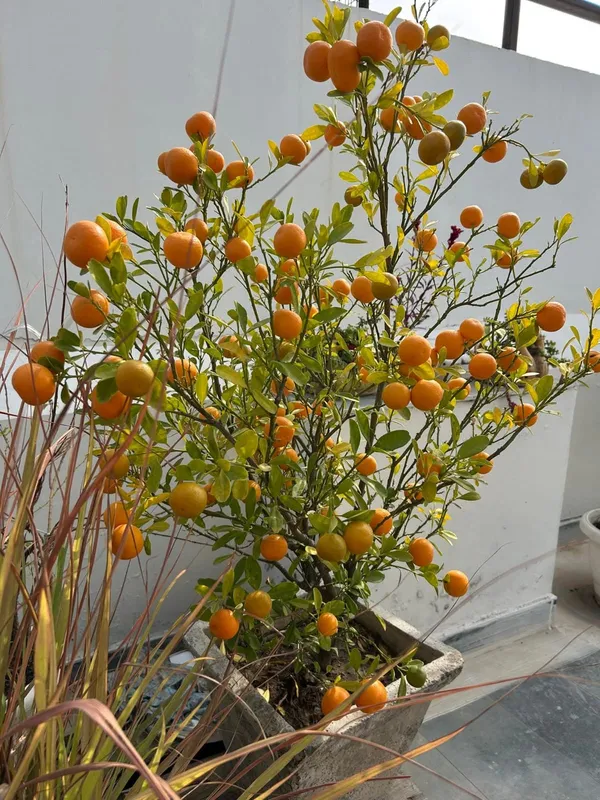 Orange_All_Time_Kamquat_Orange_Plant_Organic_Plant_For_Gardening