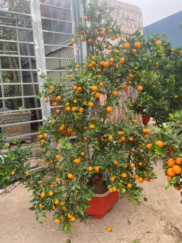Orange_All_Time_Kamquat_Orange_Plant_Organic_Plant_For_Gardening