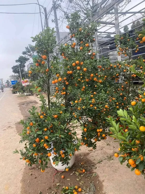 Orange_All_Time_Kamquat_Orange_Plant_Organic_Plant_For_Gardening
