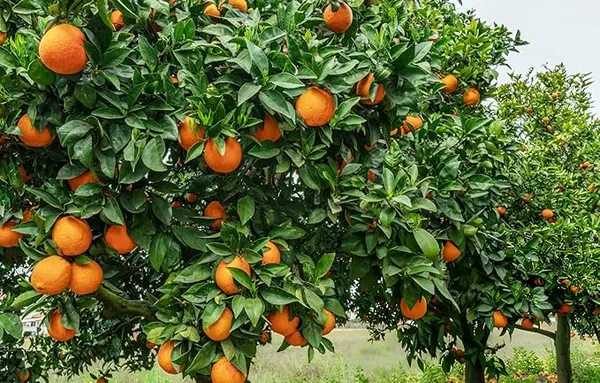 All_Time_Vietnam_Sweet_Orange_Live_Plant