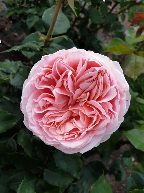 Amorosa_Rose
