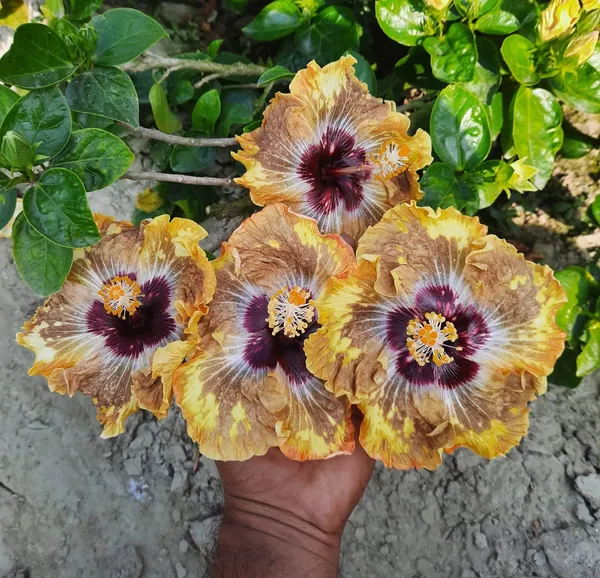 Australian_Hibiscus_(printed)