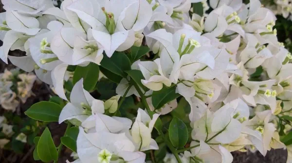 BOUGAINVILLEA_WHITE_FLOWER