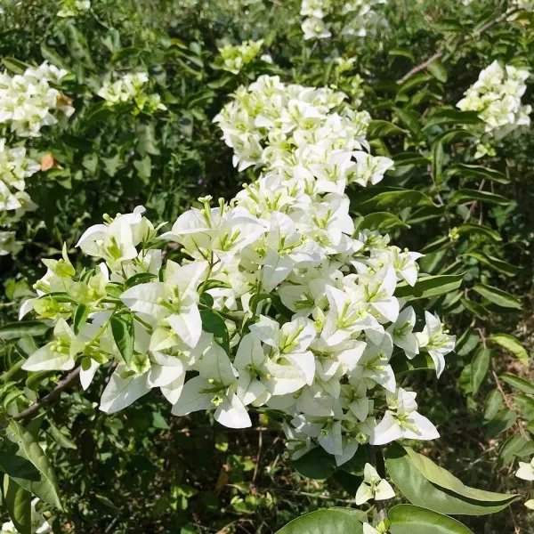 BOUGAINVILLEA_WHITE_FLOWER